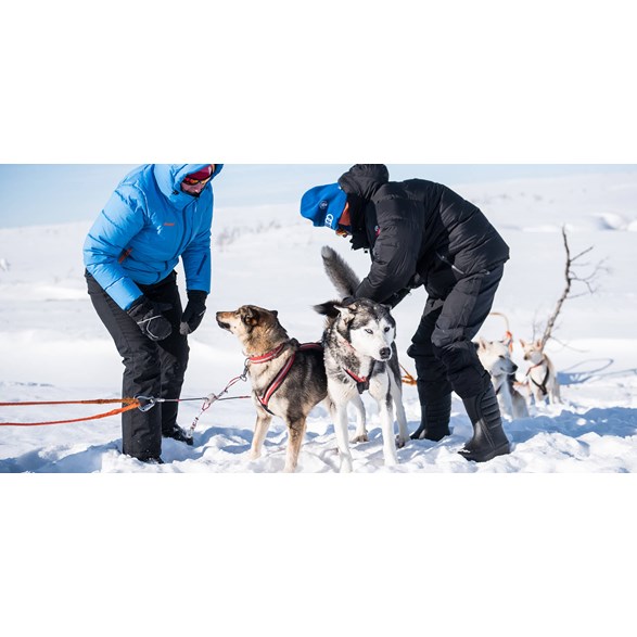 AN OVER NIGHT TOUR WITH DOGSLEDDING IN SÄLEN